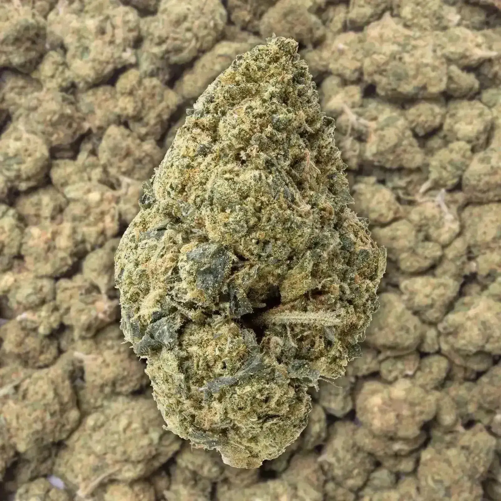 Acapulco Gold THCa Flower - Image 3