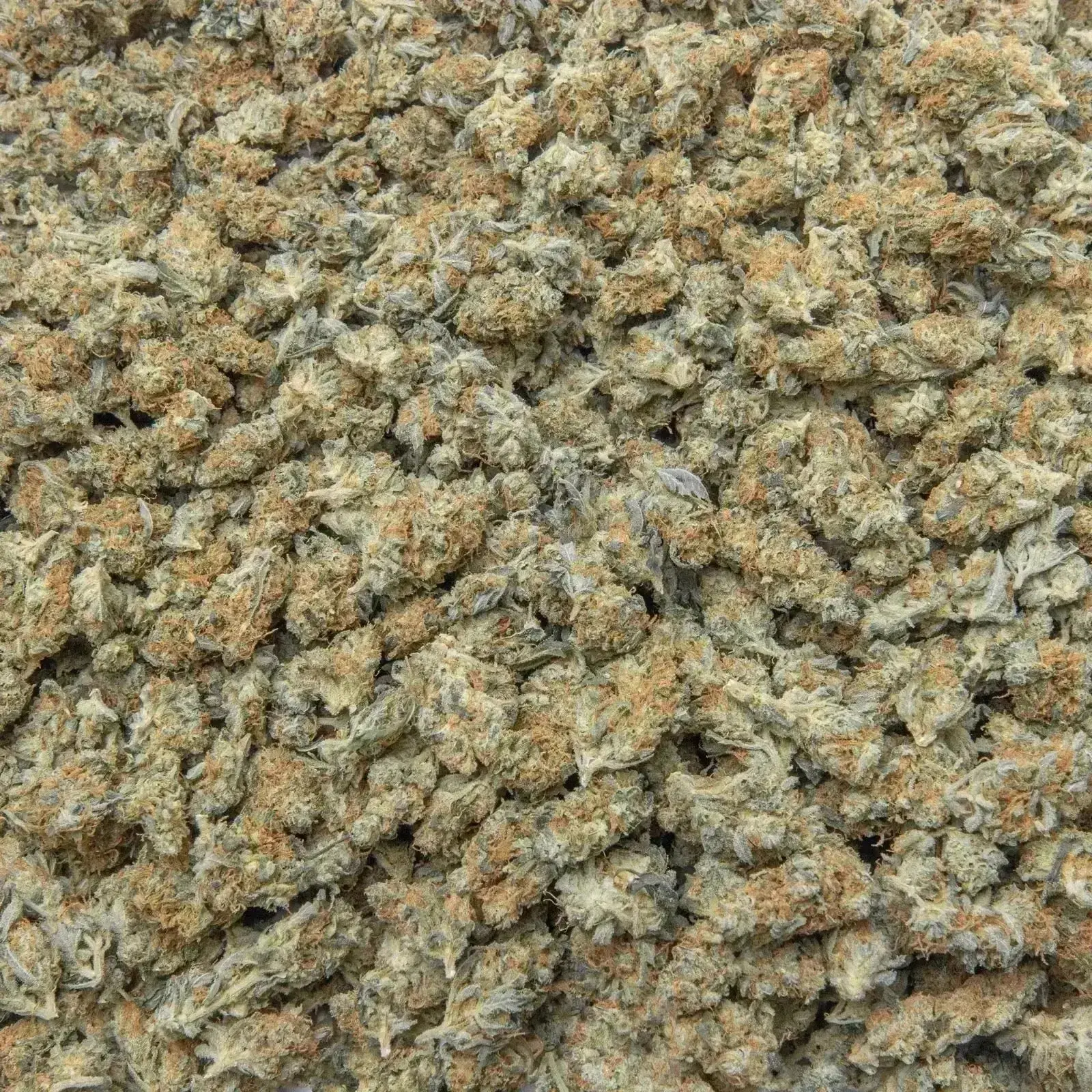 Blue Dream THCa Flower - Image 5