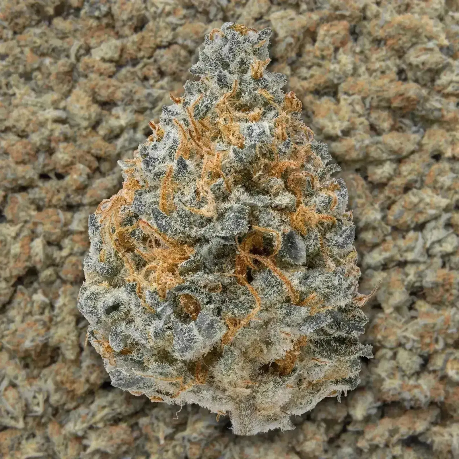 Blue Dream THCa Flower - Image 4