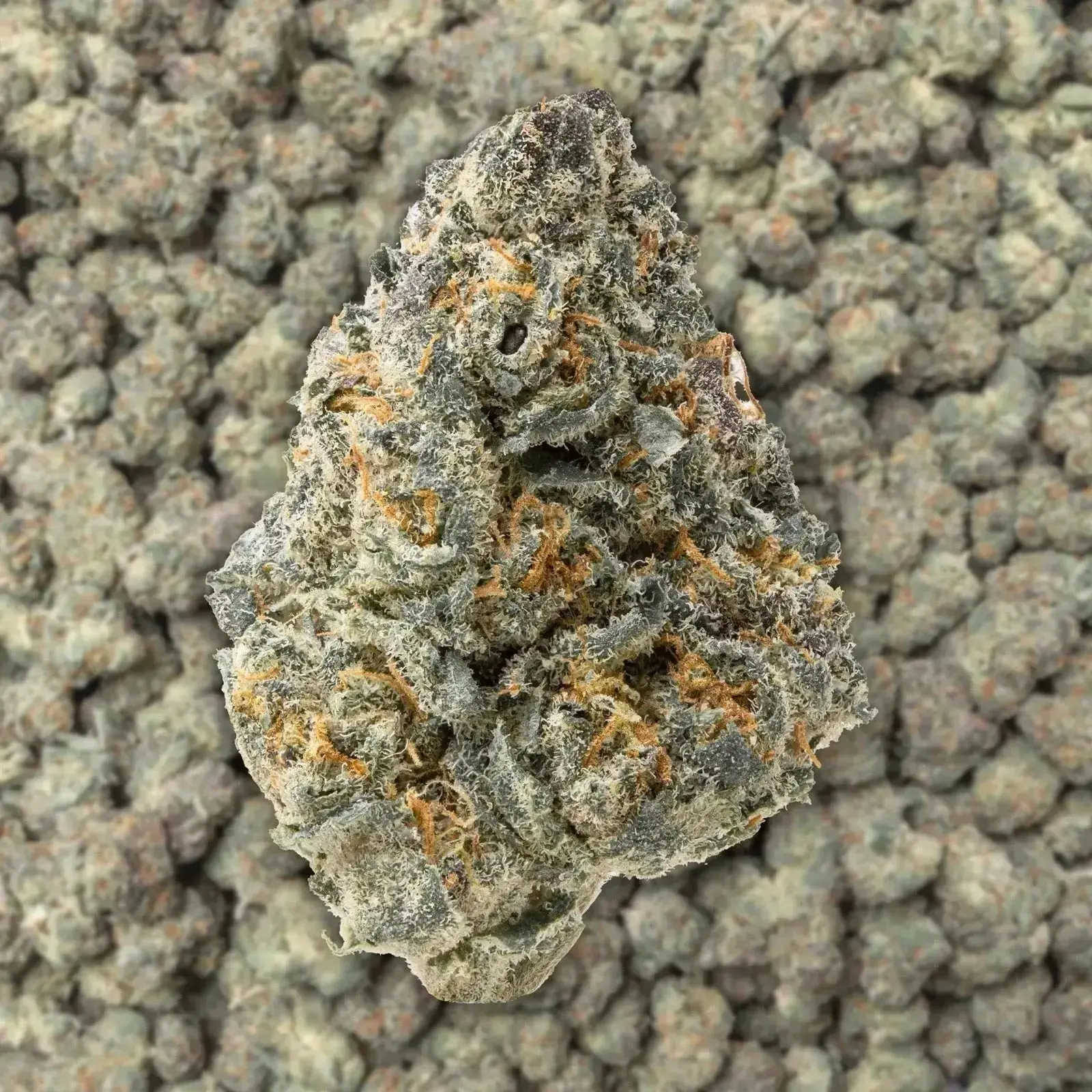 Blue Lobster Smalls THCa Flower - Image 3
