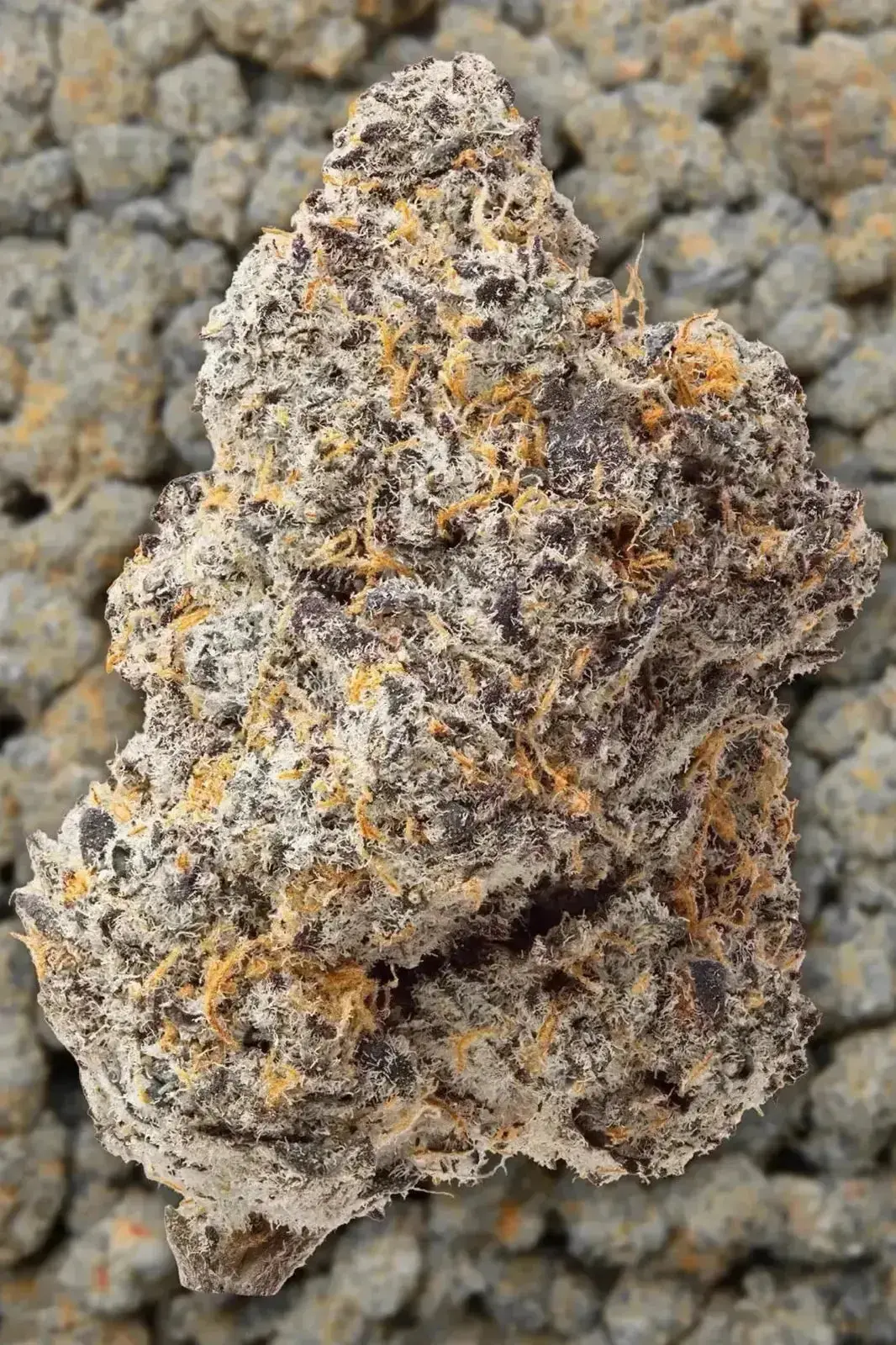 Blue Zooties THCa Flower - Image 3