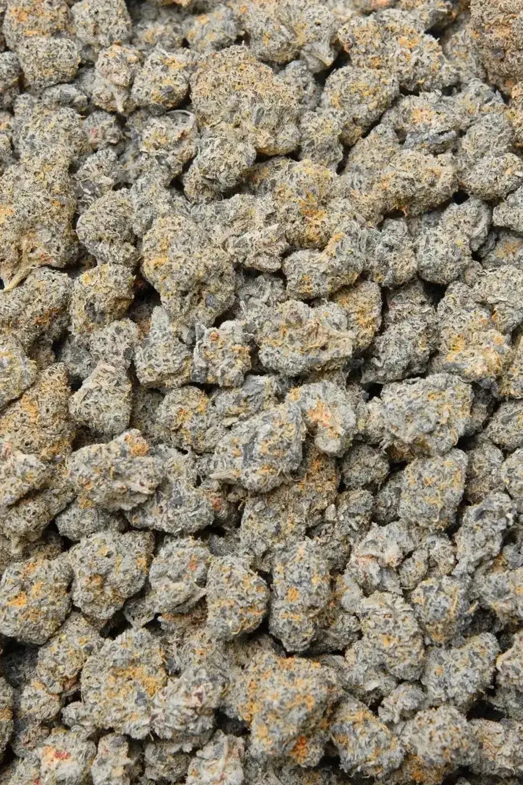 Blue Zooties THCa Flower - Image 4