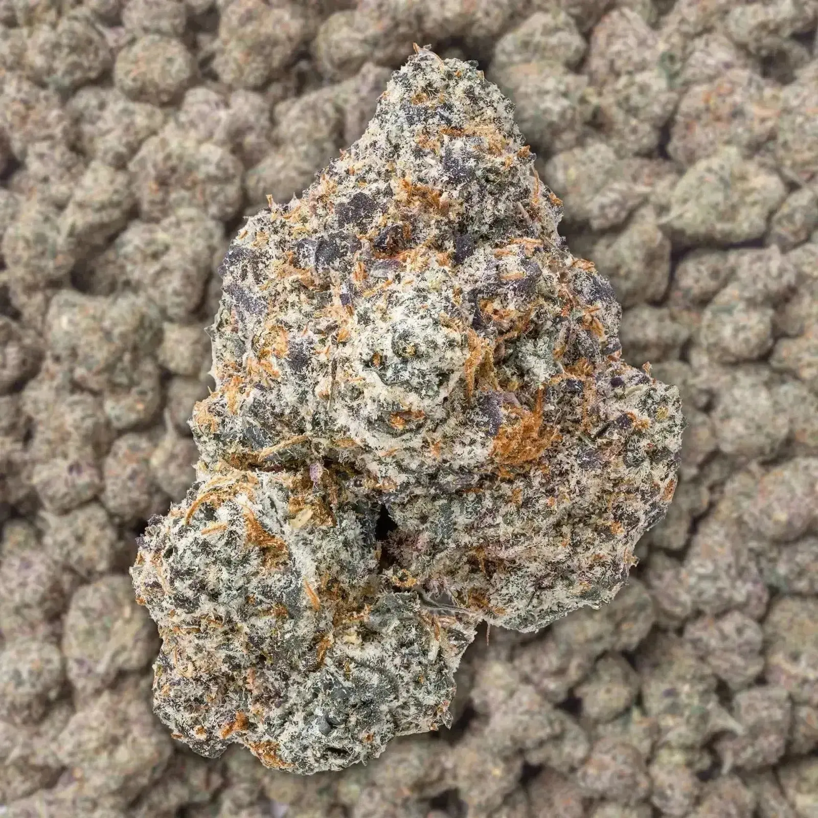 Brat Berry THCa Flower - Image 2