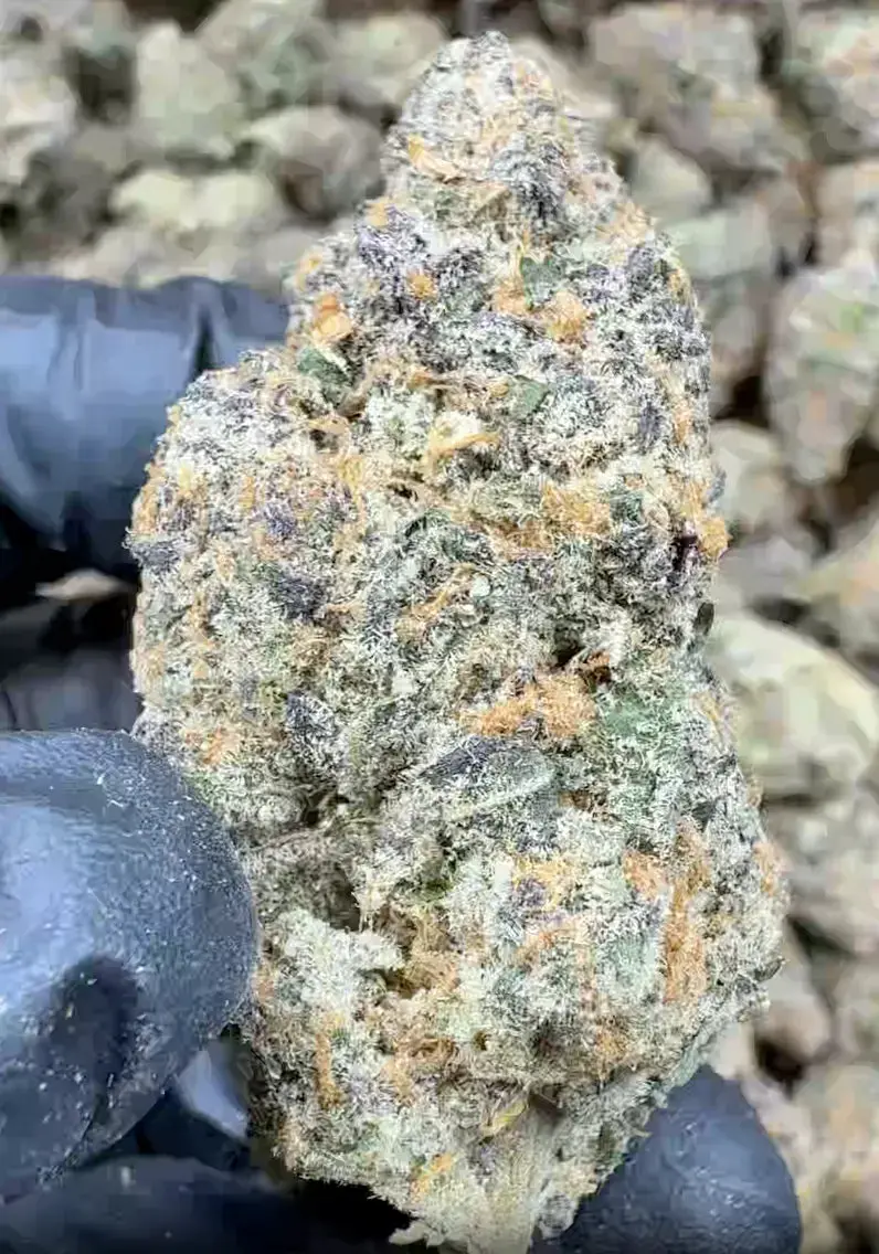 Candyland THCa Flower - Image 3