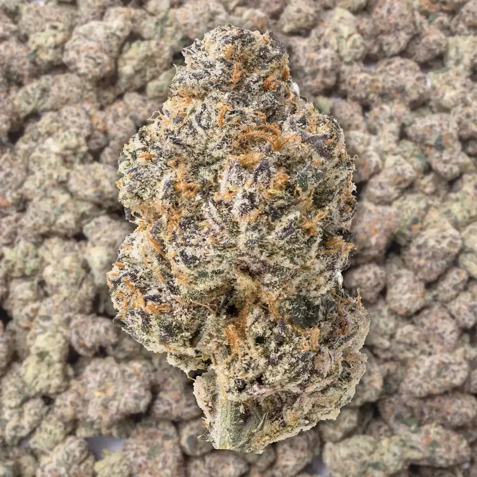 Glitter Bomb THCa Flower - Image 2