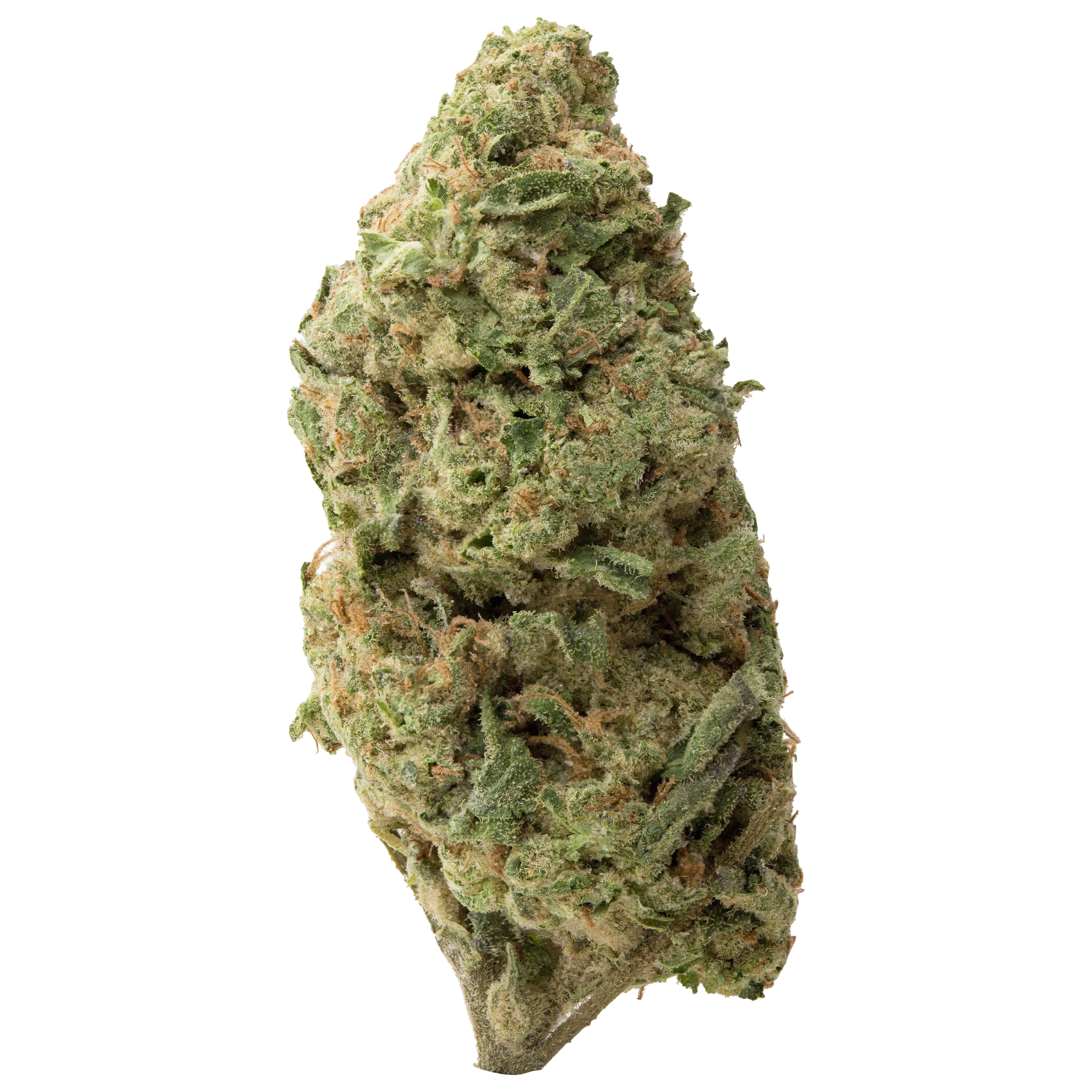Gorilla Glue #4 (GG4) THCa Flower - Image 2
