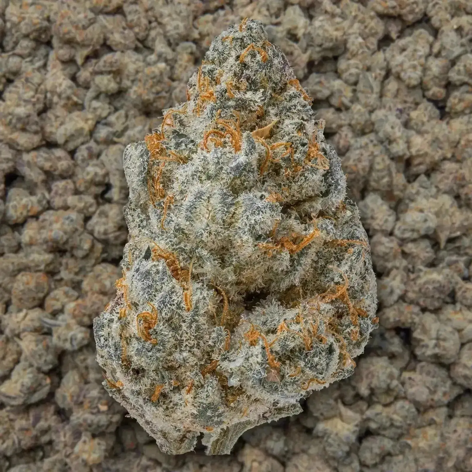 Guava THCa Flower - Image 3