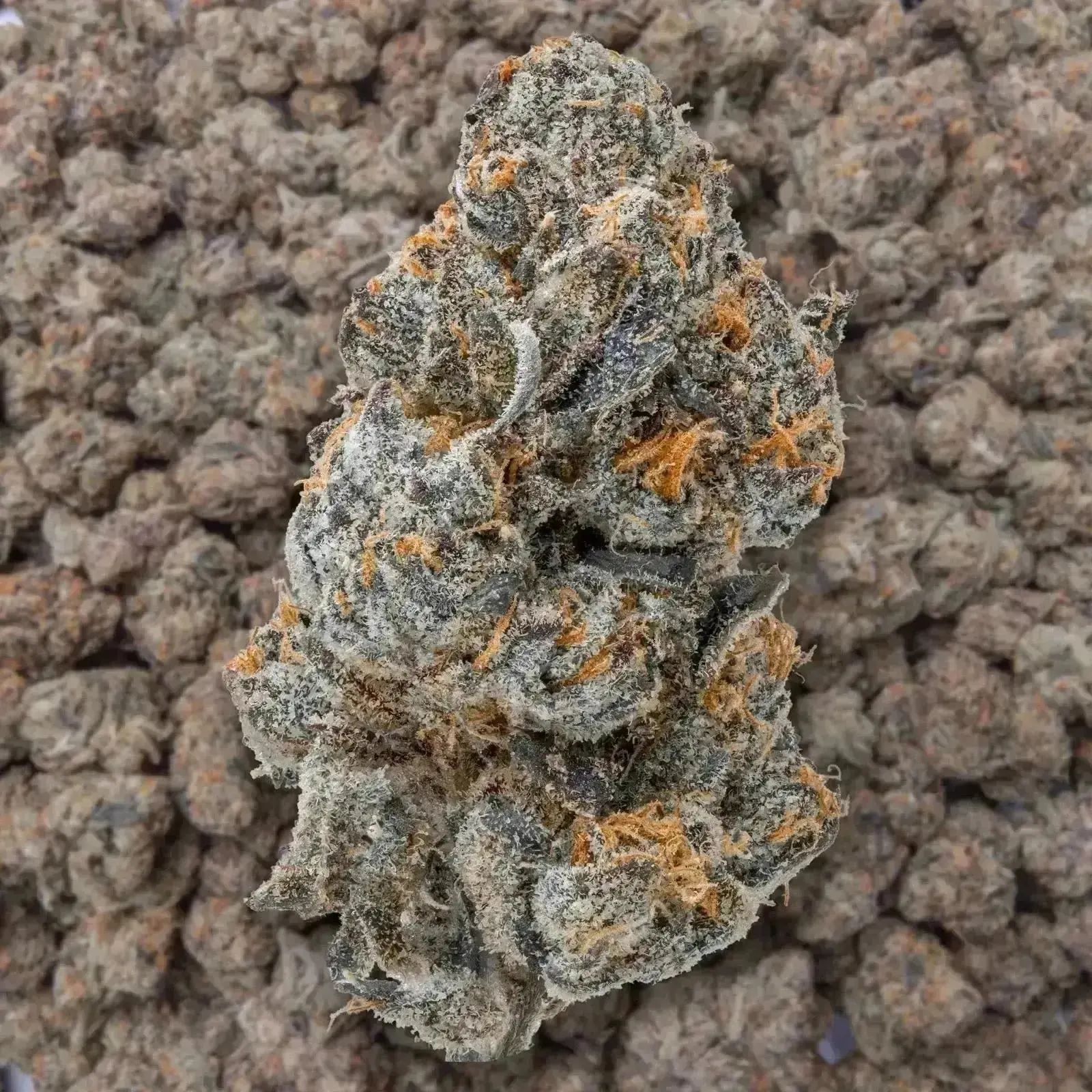 Lemon Cherry Belts THCa Flower - Image 4