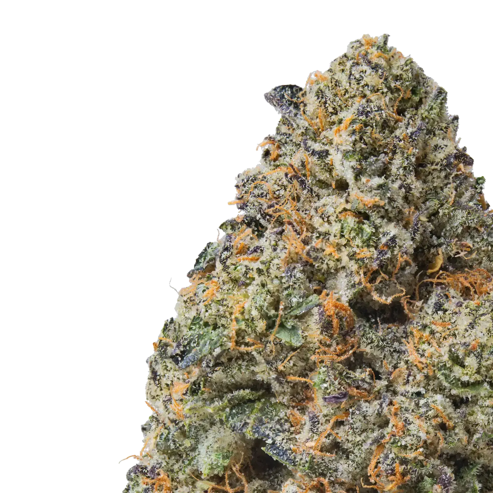 Purple Passion THCa Flower - Image 3