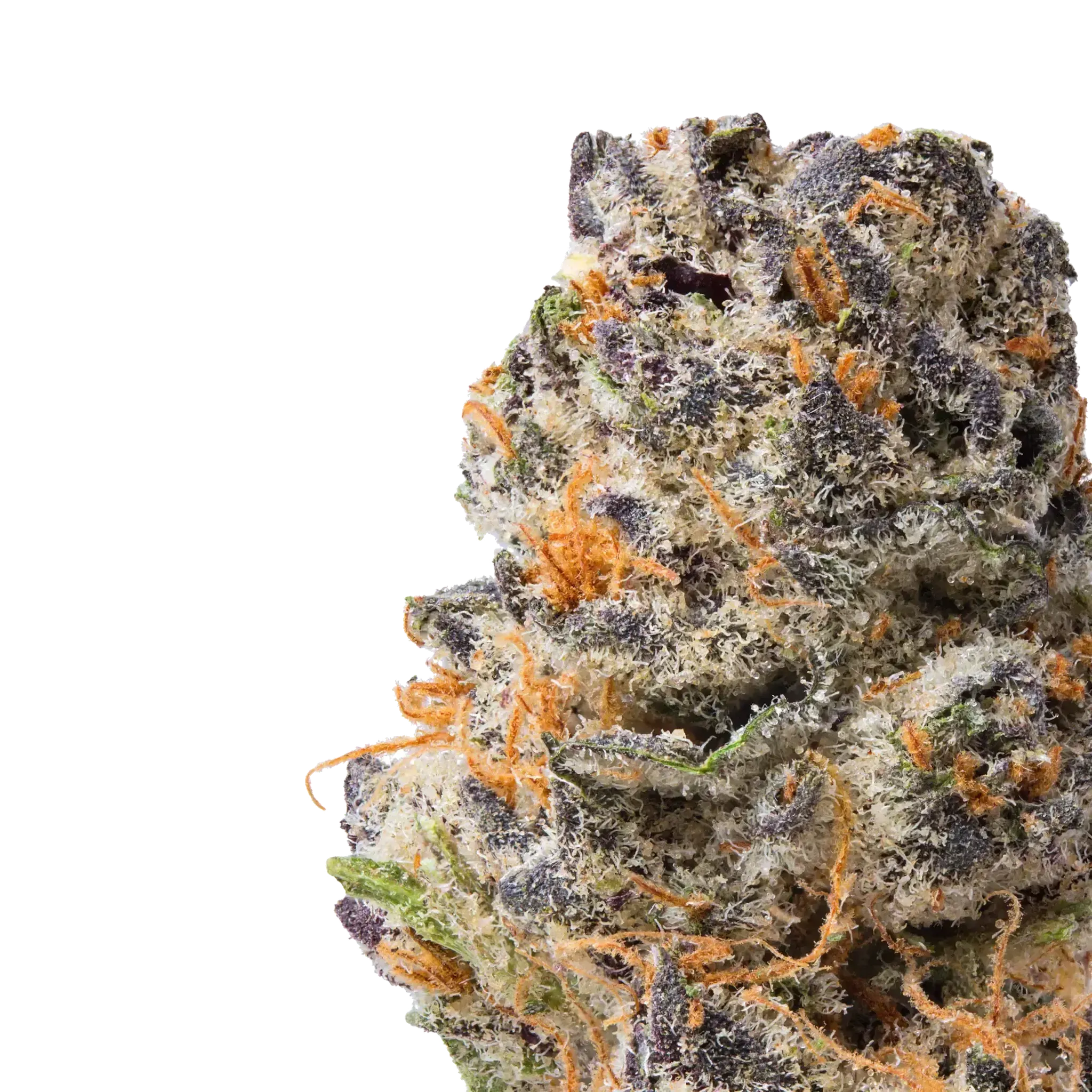 Queen Sherb THCa Flower - Image 2